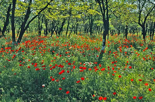 Natur in Kirgistan