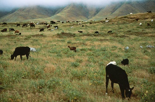 Weide in Khatlon, Tadjikistan